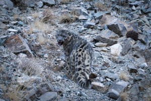 Snow leopard and Pallas's cat observation tour in Mongolia