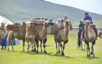 Бид “Бэлчээр ба нүүдлийн мал аж ахуй эрхлэгчдийн олон улсын жил” (IYRP) 2026 санаачилгыг дэмжиж ирсэн
