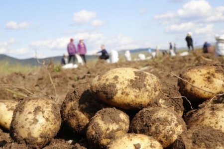 Буудай, төмсний хэрэгцээг 100 хувь дотоодоос хангах зорилт тавьжээ