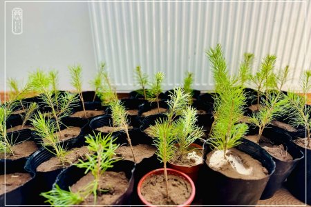Dornod Province Department of  State Registration is giving pine trees as gifts to citizens who have registered births and marriages