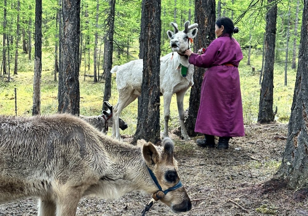 Reindeer herding in Mongolia 