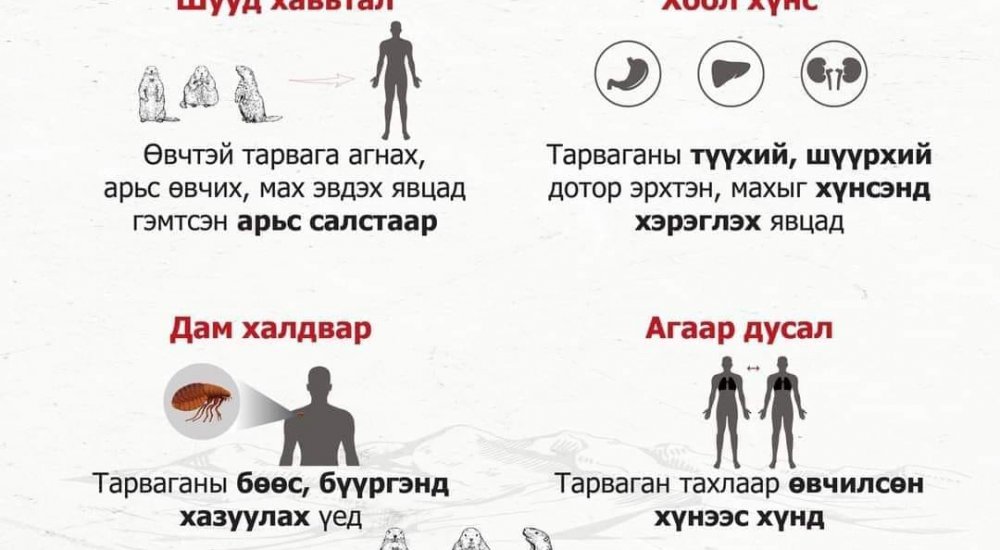 ТАРВАГАН ТАХЛААС УРЬДЧИЛАН СЭРГИЙЛЬЕ