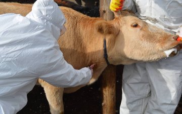 16 аймаг 174 голомтод малын өвчин бүртгэгдсэн үед Нийслэлд эрүүл мах нийлүүлэгдэх боломжгүй гэв