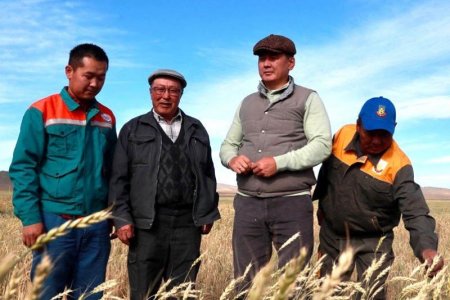 Ерөнхий сайд У.Хүрэлсүх газар тариалангийн бүс нутагт ажиллаж байна