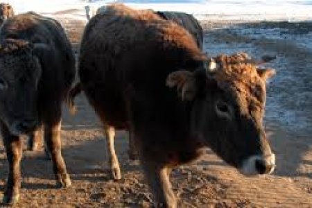 15 аймгийн 99 сумын малыг шүлхийгээс сэргийлэх вакцинд хамруулна