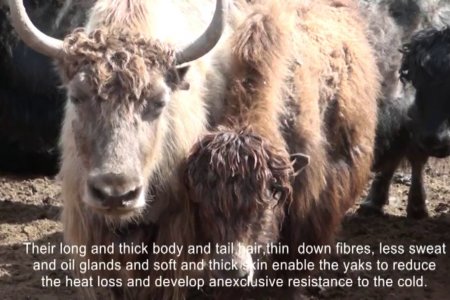 Yak wool preparation (Eng)/Сарлагийн хөөвөр бэлтгэл англи тайлбартай