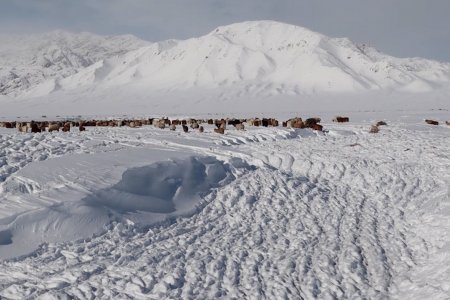 Нийт нутгийн 70 гаруй хувьд нь цасан бүрхүүл тогтож 21.8 мянган өрхийн 9.5 сая мал отроор өвөлжиж байна