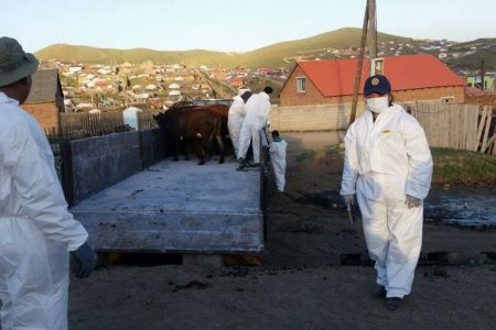 Сонгинохайрхан дүүрэгт шүлхий гарсан тул хорио тогтоолоо