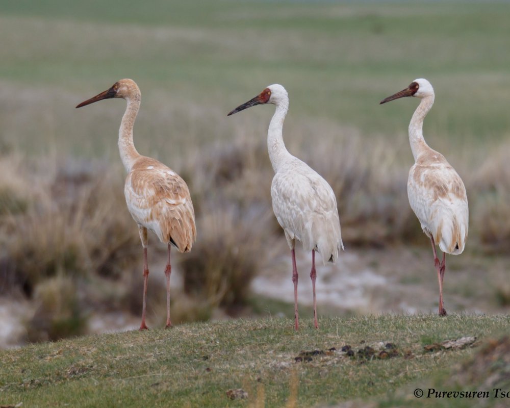 Bird Beyond Standard