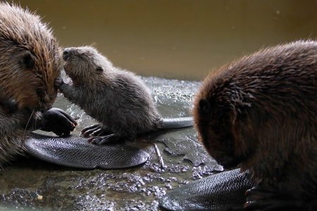 Минж тав ихэрлэсэн нь Монголд анхны тохиолдол боллоо