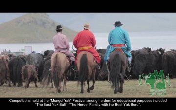 Trailer on Mongol yak Festival/Монгол сарлаг фестивалийн талаарх трэйлер