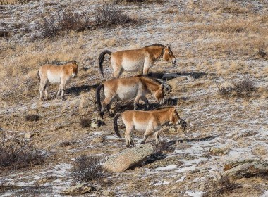 Heartland of Mongolia (12 Days)