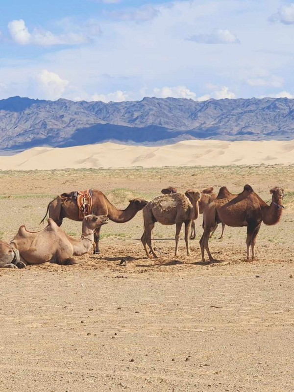 WONDERS OF THE GOBI DESERT & ORKHON VALLEY