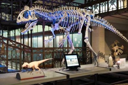 Үлэг гүрвэлийн үзмэрүүдээ үзэх боломж нээлттэй хэвээр байгаа