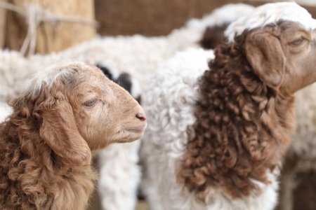 Төл бойжилт 98.3 хувьтай байна