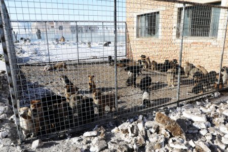 Энэ он гарсаар эзэнгүй нохой, муур асран хамгаалах газраас нийт 18 нохойг өргөж авчээ