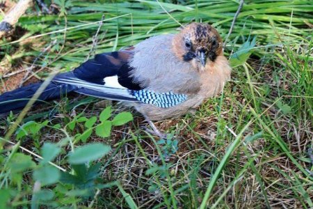 Шувуу хамгааллын өдөрлөг боллоо