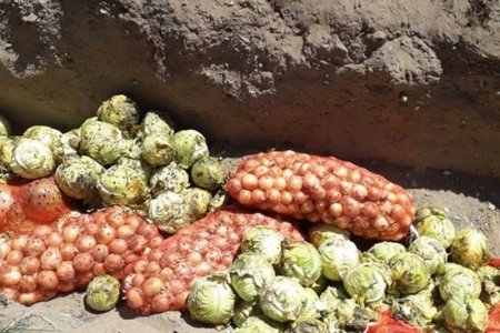 Хортон шавьж бүхий 500 кг байцааг устгалд оруулжээ