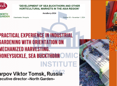 PRACTICAL EXPERIENCE IN INDUSTRIAL GARDENING WITH ORIENTATION ON MECHANIZED HARVESTING. HONEYSUCKLE, SEA BUCKTHORN