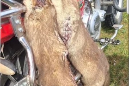 Сэлэнгэ аймгийн Зоонозын өвчин судлалын төвөөс мэдээлэл хүргүүлж байна.
