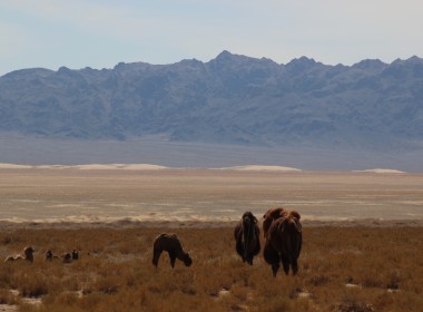 Gobi Desert Express&Comfort
