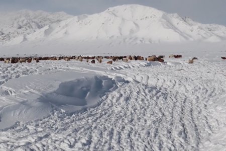 Сүүлийн гурав хоногийн хугацаанд мал хариулж яваад сураггүй алга болсон нийт найман хүн нас баржээ