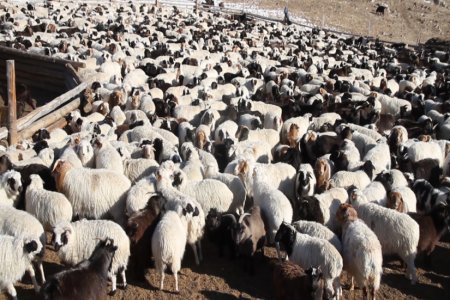 Баянхонгор аймагт өвөлжилт хүндэрч, зудын эрсдэл үүсжээ