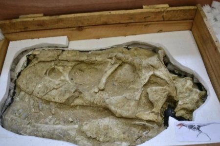 Монголын нутгаас хулгайлсан үлэг гүрвэлийн чулуужсан олдворуудыг эгүүлэн авлаа