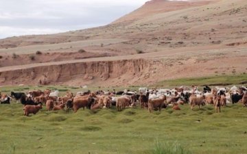  БЭЛЧЭЭРИЙН ДОРОЙТОЛ БА МАЛЫН ТООНЫ ТУХАЙ МАЛЧИД, НУТГИЙН УДИРДЛАГУУД ИЙН ЯРЬЖ БАЙНА