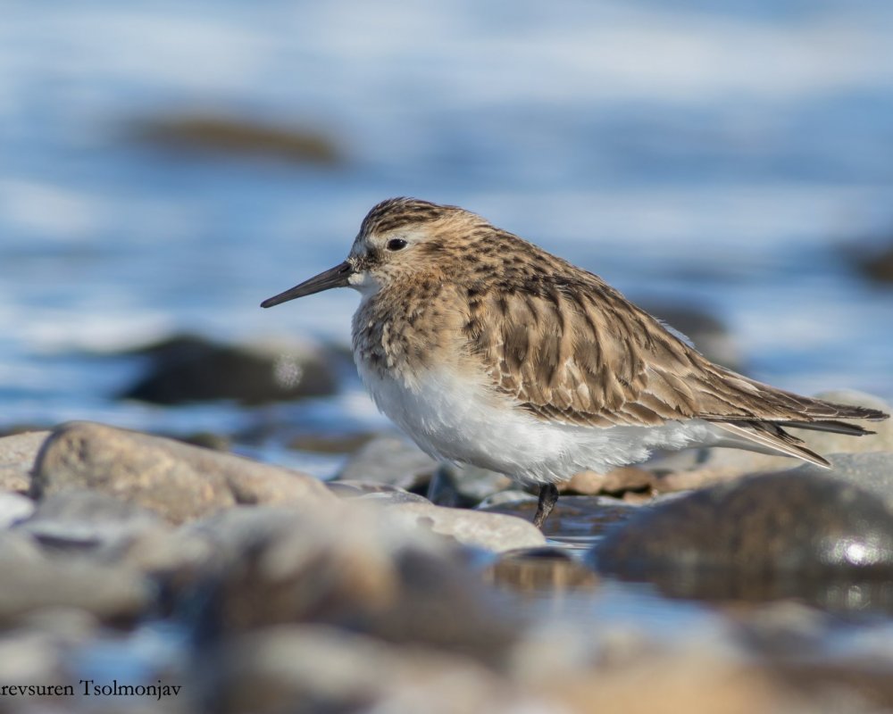 A first record of Baird's Sandpiper for Mongolia