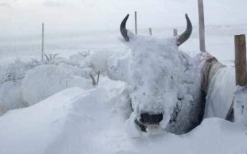 Өчигдрийн цасан шуурганаар 42 иргэн төөрч, сураггүй болсон дуудлага, мэдээлэл бүртгэгджээ