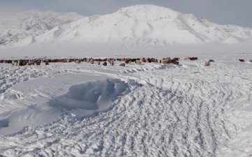 Сүүлийн гурав хоногийн хугацаанд мал хариулж яваад сураггүй алга болсон нийт найман хүн нас баржээ