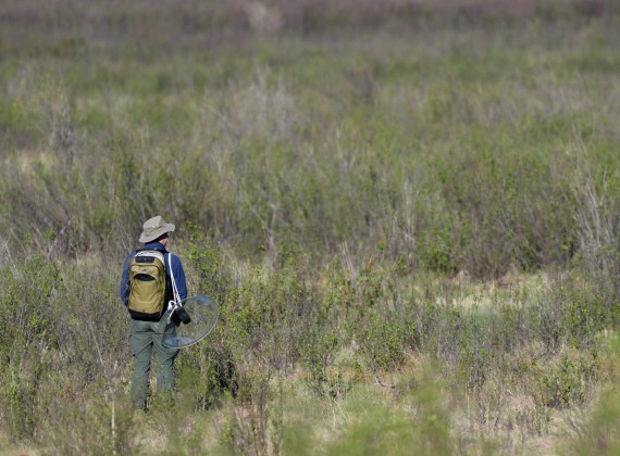 Bird sound recording trip to northeastern Mongolia