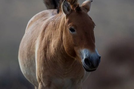 Przewalski’s horse: The last and the only species of wild horse in the World