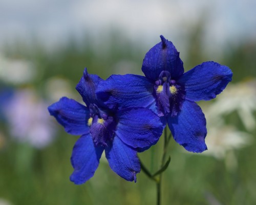 Flower Watching & Photography