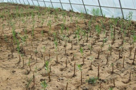 Дорноговь аймгийн Зүүнбаян дахь 336-р ангид мод үржүүлгийн төв байгууллаа