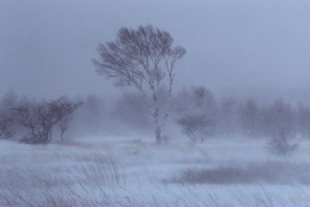 Цасан шуурганд төөрсөн 9 иргэнийг эсэн мэнд олжээ