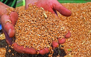 Украины 3.7 сая тонн үр тариаг тээвэрлэж байна