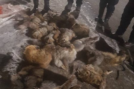 Хориотой амьтад тээвэрлэж явжээ