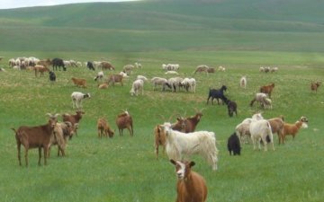 МАЛЖУУЛАХ ТӨСӨЛД ХАМРАГДАХ ХҮСЭЛТЭЙ ИРГЭДИЙН АНХААРАЛД