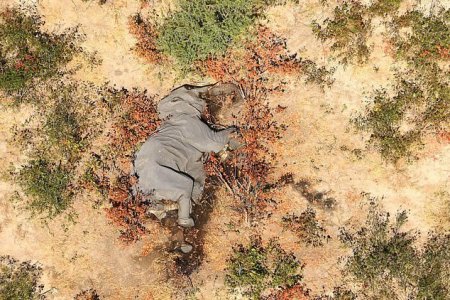 БНБУ-д 360 гаруй заан үл мэдэгдэх шалтгаанаар үхжээ