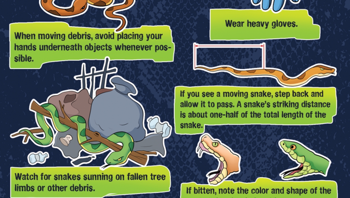 Encountering snakes | Snake safety | Venomous snake | Snake safety tips