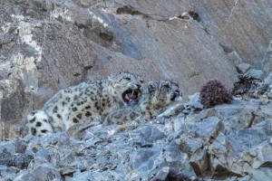 Snow leopard and Pallas's cat winter photography tour