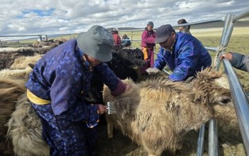Practical Trainings on Yak Down and Camel Wool Preparation Are Being Organized to Increase Quality and Market Value
