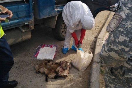 28 УДААГИЙН ТОХИОЛДЛООР 113 ШИРХЭГ ТАРВАГАНЫ ТҮҮХИЙ МАХ /ТУЛАМ/ ТЭЭВЭРЛЭН ЯВСАН ЗӨРЧИЛ ИЛЭРСЭН БАЙНА