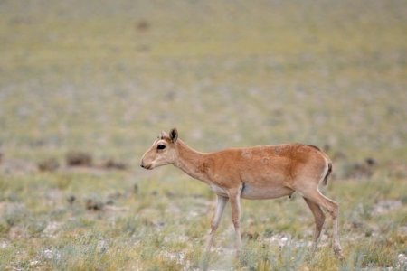 Mongolian saiga antelope protection project