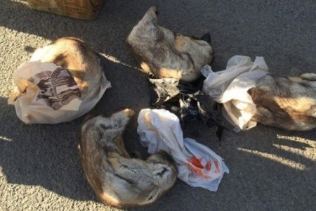 Тарвага худалдан авсан, агнасан зөрчилд арга хэмжээ авчээ