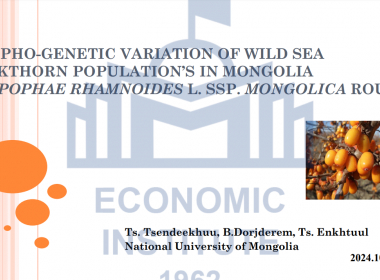 MORPHO-GENETIC VARIATION OF WILD SEA BUCKTHORN POPULATION’S IN MONGOLIA