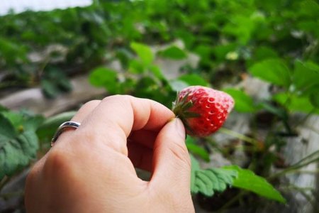 Ханбогдчууд хүнсний ногоогоо жилийн дөрвөн улиралд ӨӨРСДӨӨ ТАРИХ НЬ