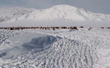 Нийт нутгийн 70 гаруй хувьд нь цасан бүрхүүл тогтож 21.8 мянган өрхийн 9.5 сая мал отроор өвөлжиж байна